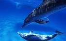 Dolphins 'should be recognised as non-human persons' - Telegraph