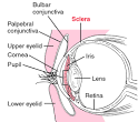 The <b>sclera</b> and other eye