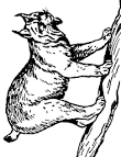 Lynx coloring page