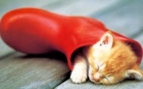 images?q=tbn:ANd9GcSHukklwMsea0q5cDvaqEek1rFazF3MQSmO4yRgKMa6KIJWJXYs7g