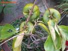 Taxon: <b>Ebenaceae</b>