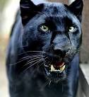 Galerpia   Pantera negra