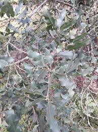 Image result for "Quercus puberula"