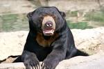 Sun_Bear_3.jpg