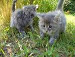 images-bebes-<b>animaux</b> (12).JPG