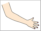 The body