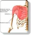 Muscular System - Chest Muscles &amp; Pec Muscles