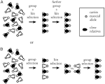 Eusociality: Origin and consequences