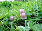 'magic mushroom'in the UK. - via Daymix