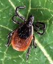 Ectoparasite: The Animal Files