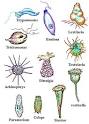 Science: KINGDOM