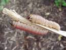 Iris Borer - Plant and Pest Digital Library Project, Purdue ...