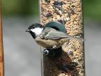 bird feed | Birds blog
