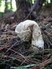 For further information see SK6163 : Stinkhorn (Phallus impudicus) - via Daymix