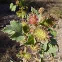 <b>Xanthium</b> strumarium – Rough
