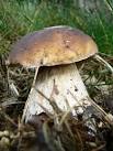 Penny Bun - Boletus edulis - via Daymix
