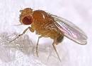 the small science collective: Fruit Flies - the workhorses of science