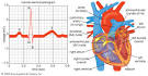 electrocardiography: normal electrocardiogram and heart ...