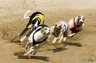 How to Bet Exactas at Dog Tracks | eHow.