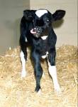 http://www.cvmbs.colostate.edu/ilm/proinfo/calving/photos/cute%2520calf.jpg