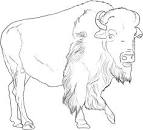 Buffalo coloring page
