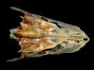 BioLib - Trachurus picturatus (Blue Jack Mackerel) - Image