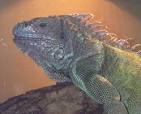 Green Iguana: WhoZoo