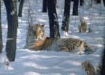Amur Tiger - Amur Leopard Conservation