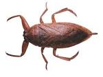 Bug