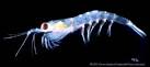 euphausiid picture