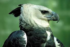 AVES DE RAPINA DO BRASIL