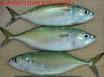 INDO-PACIFIC MACKEREL By YEAM SENG FROZEN GOODS &amp; FISHERY SDN.BHD ...