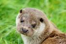 TQ3643 : Otter at the British - via Daymix