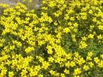 <b>BIDENS</b>