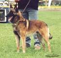 Dog Epilepsy Found in Canine Chromosome 37 | Way Cool Dogs Stories ...