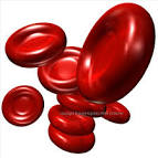 Red Blood Cells  RBC  or Erythrocytes