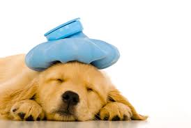  We provide patients one of the best puppy