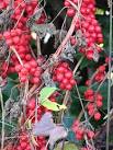 Black Bryony (Tamus communis) - detail. For a wider view of this location - via Daymix