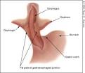 Head and Neck Manifestations of Gastroesophageal Reflux Disease ...