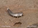 Silverfish Photos, Silverfish Images | Photobank NaturePhoto-