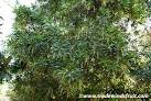 Hardiness: <b>Macadamia's</b> grow