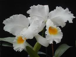 http://t2.gstatic.com/images?q=tbn:ANd9GcSLK9WgXWCZtImY7rz_O1qCh4a397EVM7dJwBf3rBi9pdz7vmA&t=1&usg=__oqoL2gLVQVrf1i9KheG9ome34jE=