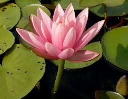 कमल