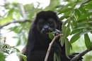 HOWLER MONKEY