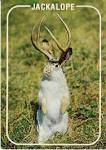 Poppy Gall Design Studio Blog · The Elusive Jackalope