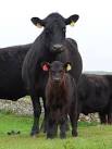 Does this herd have genes from the black cattle that were traditionally - via Daymix