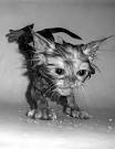 Grouchy Old Cripple: Cat Bathing 8