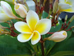 Fotos De Flores Bonitas
