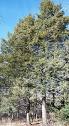 Tsuga canadensis - Wikipedia, the free encyclopedia