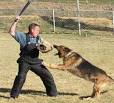 Guard dogs for home protection, executive personal protection dogs